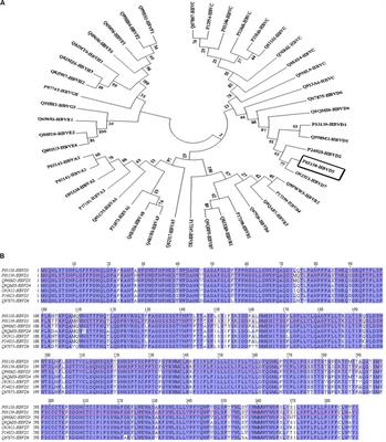 Computational Design of a Novel VLP-Based Vaccine for Hepatitis B Virus